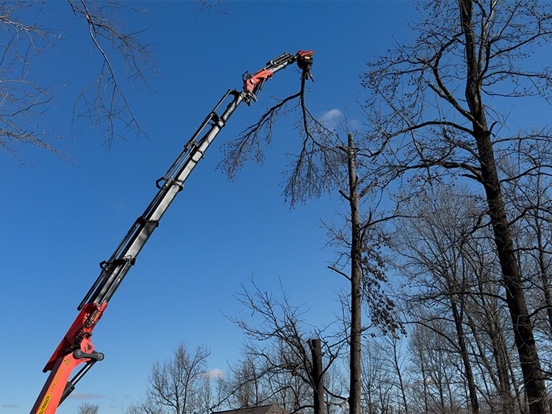 Tree Removal with Crane